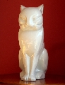 White cat