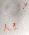 Taurenis