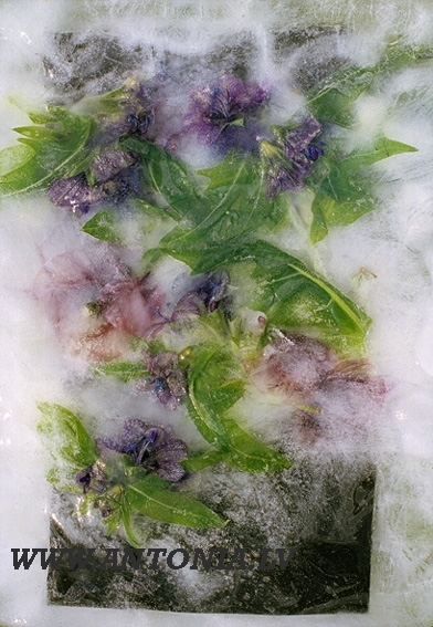 262. Valdemars Helmanis (1951)